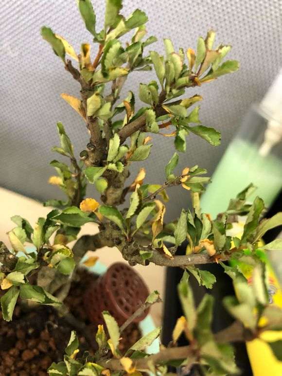 长寿梅下山桩 没浇水 枯萎了 怎么办