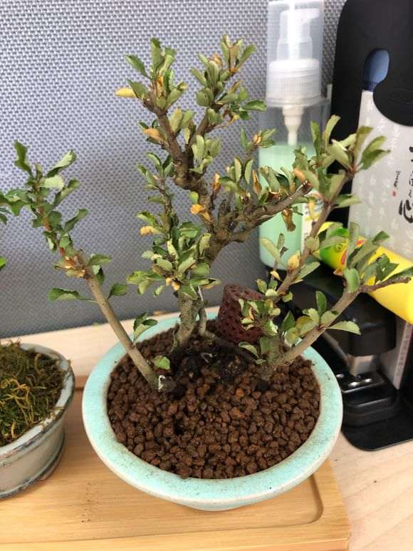 长寿梅下山桩 没浇水 枯萎了 怎么办