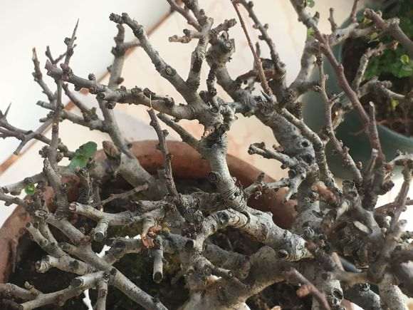 长寿梅下山桩 这是枯枝了吗 怎么办 图片