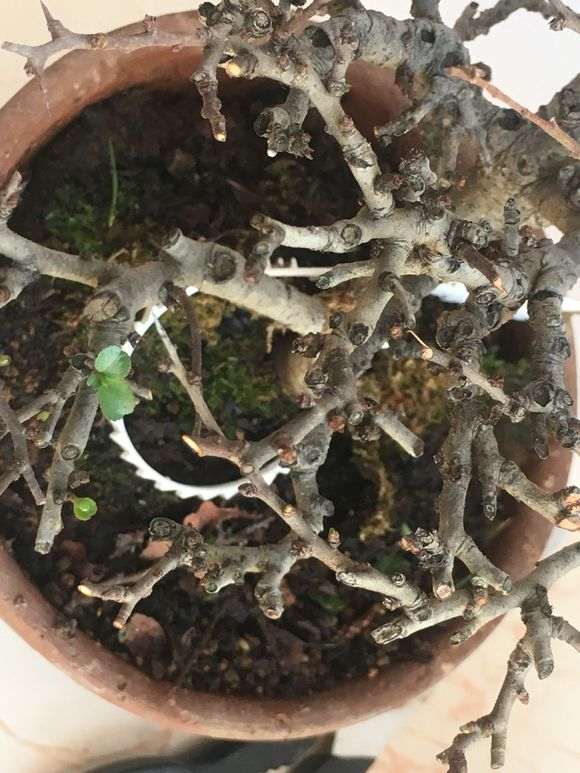 长寿梅下山桩 这是枯枝了吗 怎么办 图片