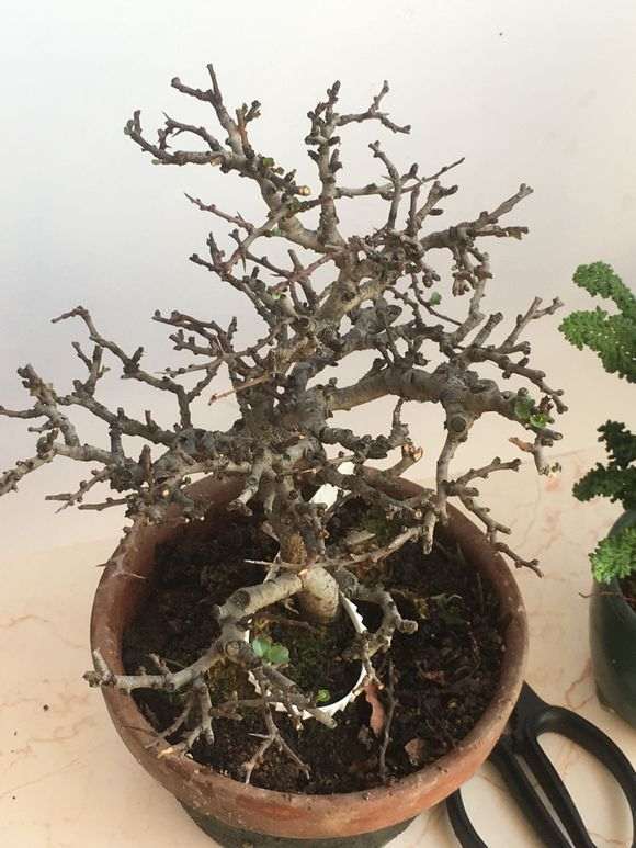 长寿梅下山桩 这是枯枝了吗 怎么办 图片