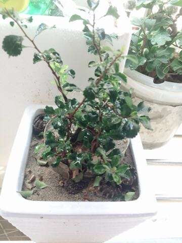 长寿梅下山桩落叶严重 怎么办 图片