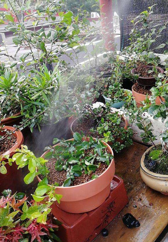 怎么用光雾扦插复瓣长寿梅下山桩 图片