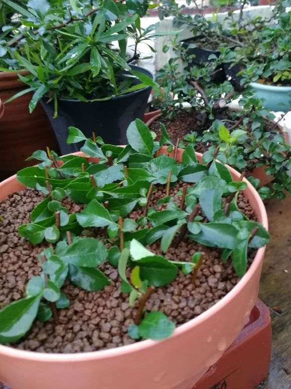 怎么用光雾扦插复瓣长寿梅下山桩 图片