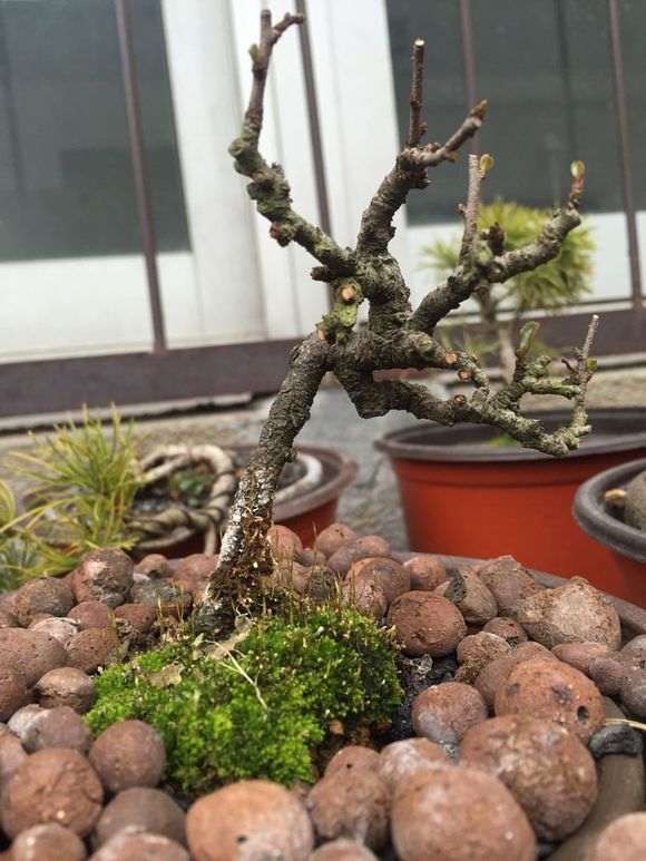 白花和红花长寿梅下山桩有什么区别