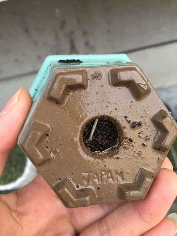 白花和红花长寿梅下山桩有什么区别