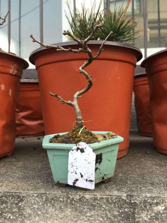 白花和红花长寿梅下山桩有什么区别