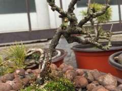 白花和红花长寿梅下山桩有什么区别