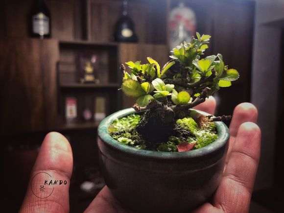 长寿梅下山桩的第三天 怎么样 图片