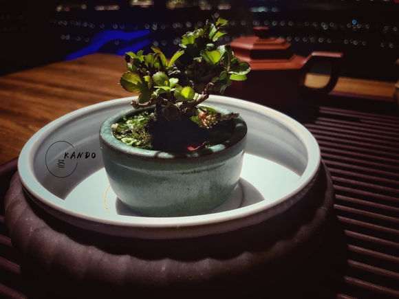 长寿梅下山桩的第三天 怎么样 图片