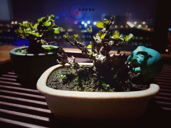 长寿梅下山桩用什么土呀 怎么样 图片
