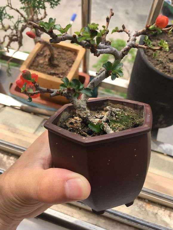 长寿梅下山桩没换盆 怎么办 图片