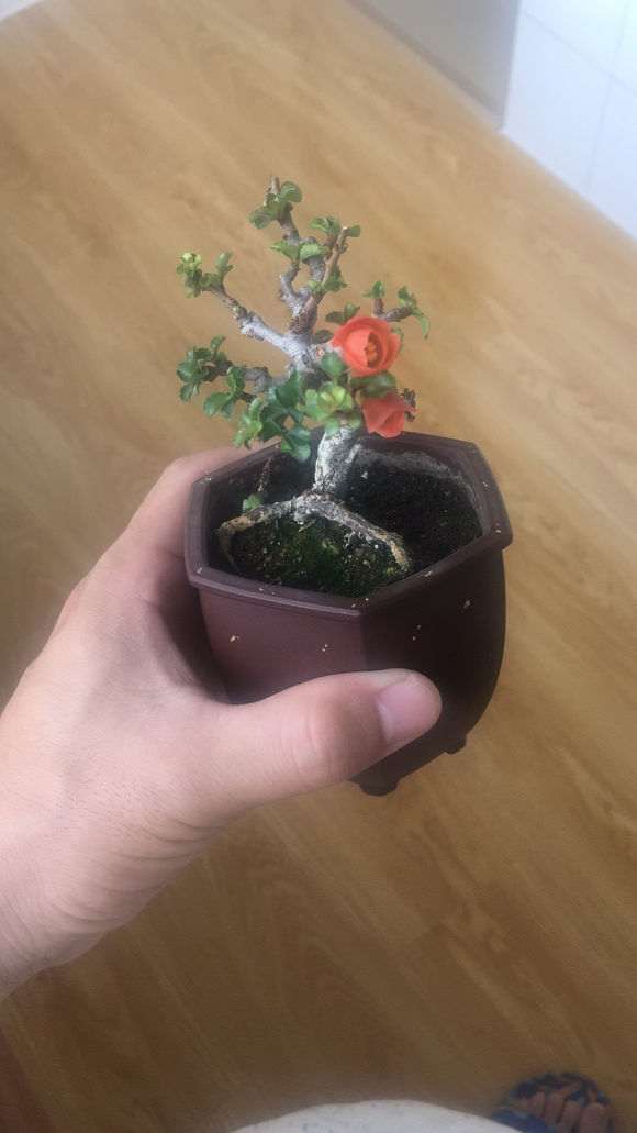 长寿梅下山桩没换盆 怎么办 图片