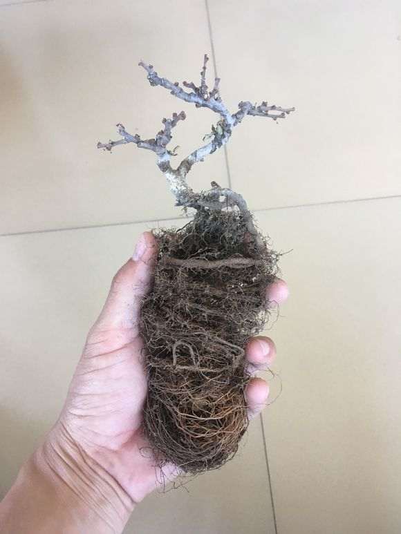 长寿梅下山桩没换盆 怎么办 图片