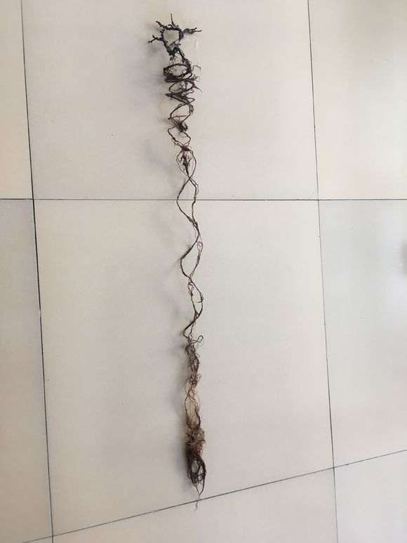 长寿梅下山桩没换盆 怎么办 图片