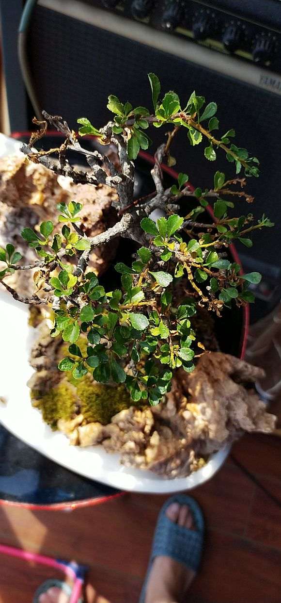 长寿梅下山桩两天浇1次水 可以吗 图片