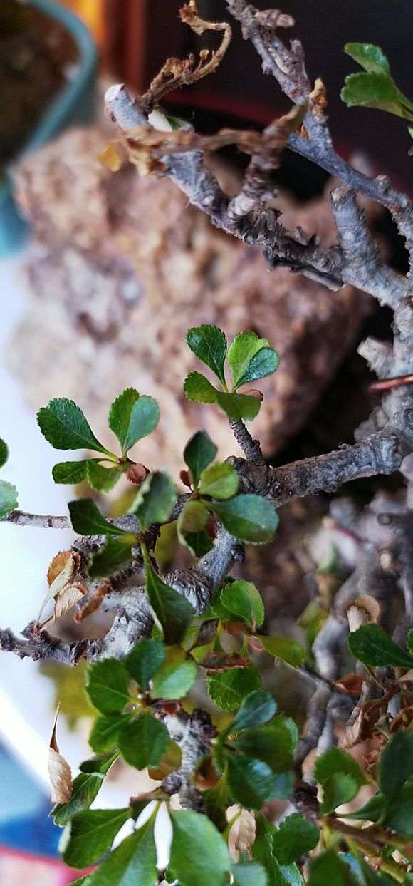长寿梅下山桩两天浇1次水 可以吗 图片