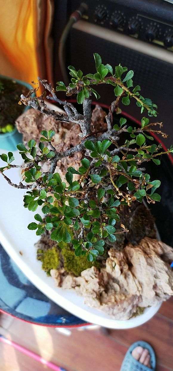 长寿梅下山桩两天浇1次水 可以吗 图片