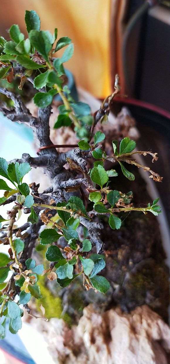 长寿梅下山桩两天浇1次水 可以吗 图片