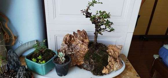 长寿梅下山桩两天浇1次水 可以吗 图片