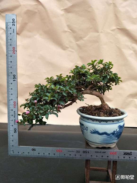 长寿梅下山桩叶子越长越大了 怎么办 图片