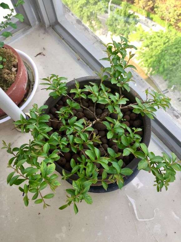 长寿梅下山桩叶子越长越大了 怎么办 图片