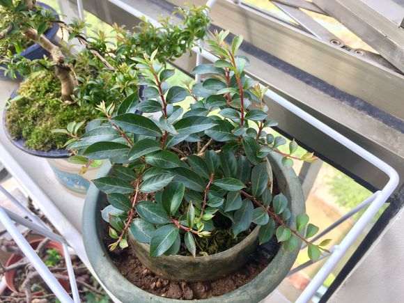 长寿梅下山桩叶子越长越大了 怎么办 图片