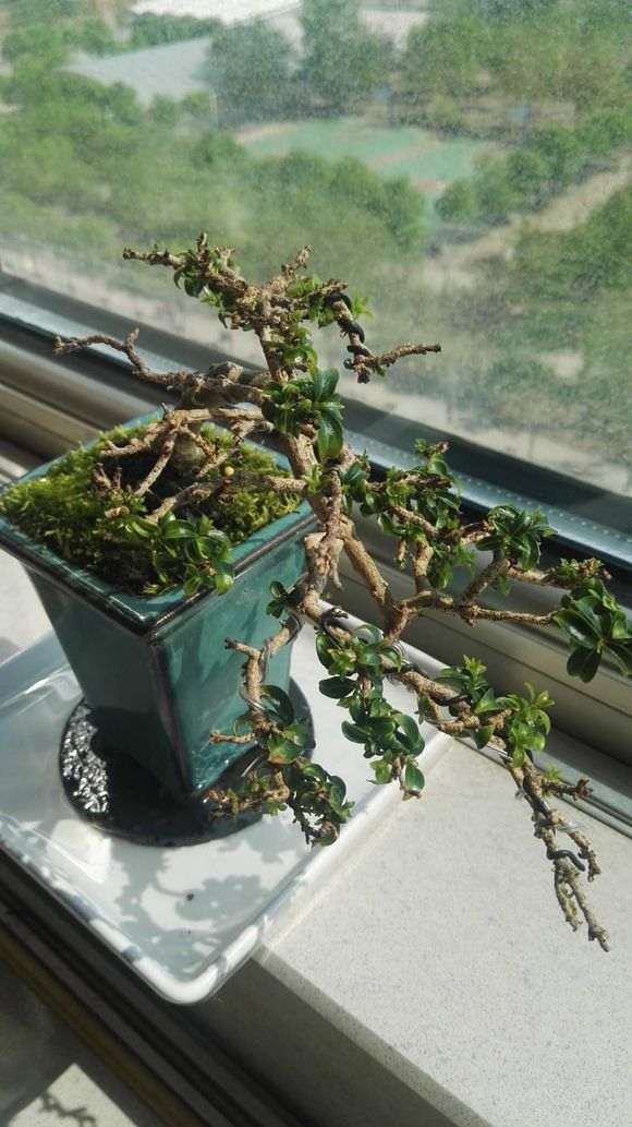 长寿梅下山桩叶子越长越大了 怎么办 图片