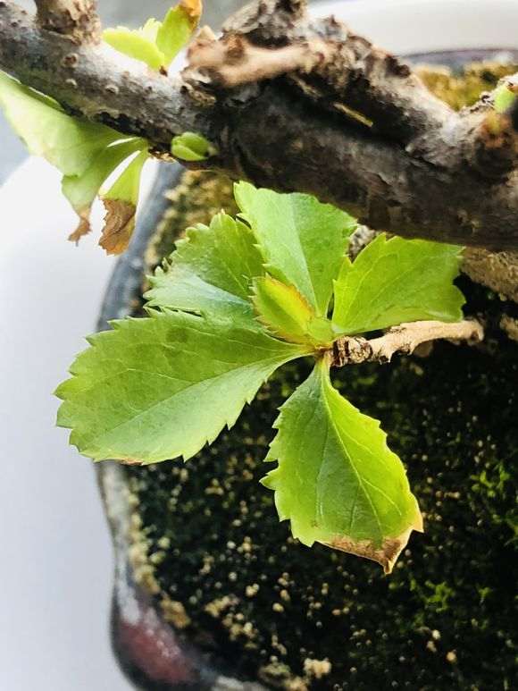 长寿梅下山桩怎么用赤玉土的方法 图片