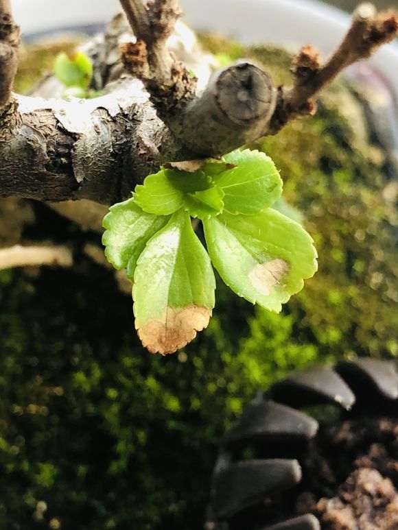 长寿梅下山桩怎么用赤玉土的方法 图片