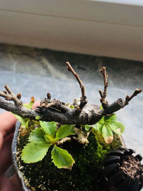 长寿梅下山桩怎么用赤玉土的方法 图片