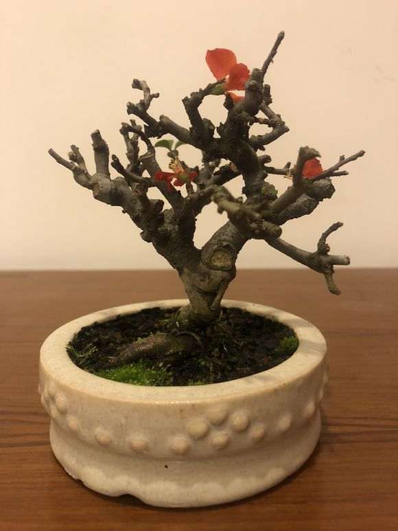 为什么长寿梅下山桩价格这么高呢 图片