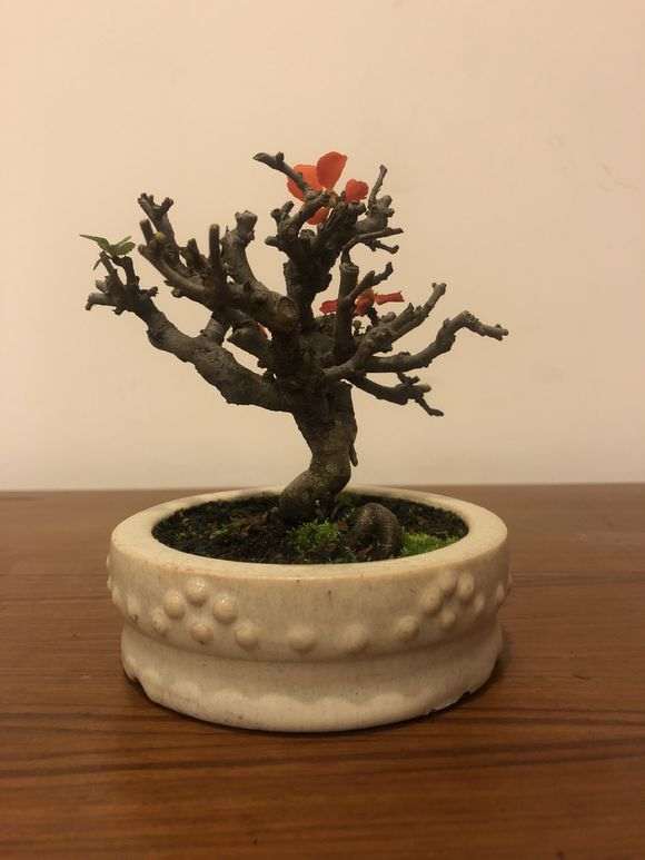 为什么长寿梅下山桩价格这么高呢 图片