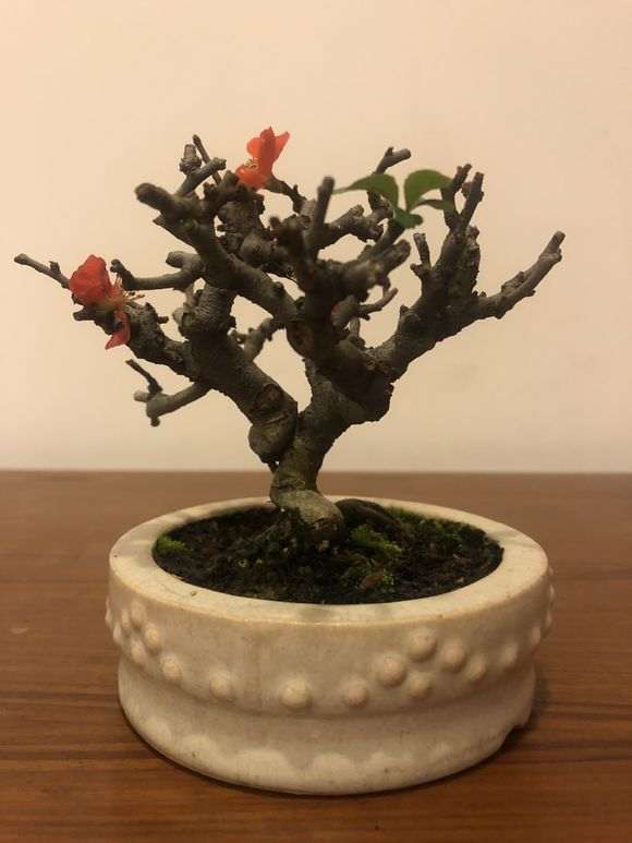 为什么长寿梅下山桩价格这么高呢 图片