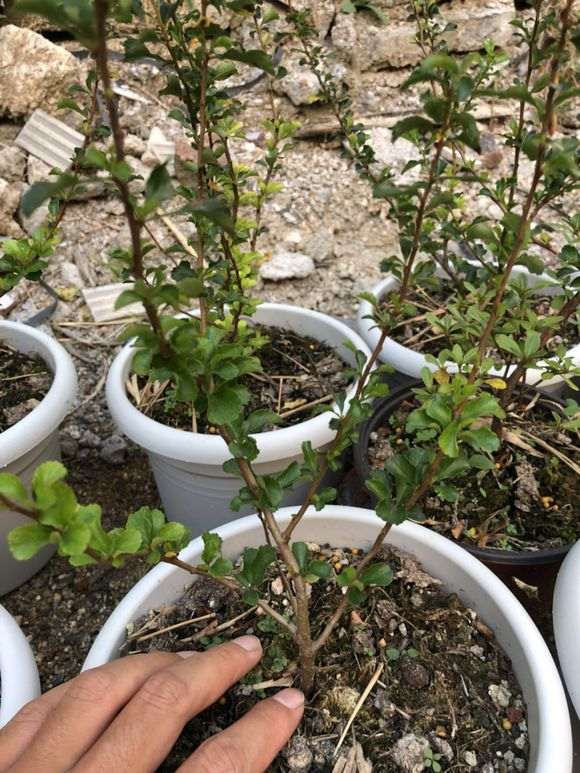 为什么白花长寿梅下山桩会孕蕾 图片