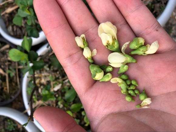 为什么白花长寿梅下山桩会孕蕾 图片