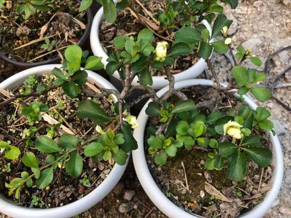 为什么白花长寿梅下山桩会孕蕾 图片