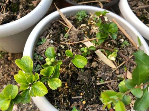 为什么白花长寿梅下山桩会孕蕾 图片