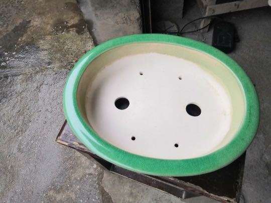 长寿梅下山桩怎么换盆的方法 图片