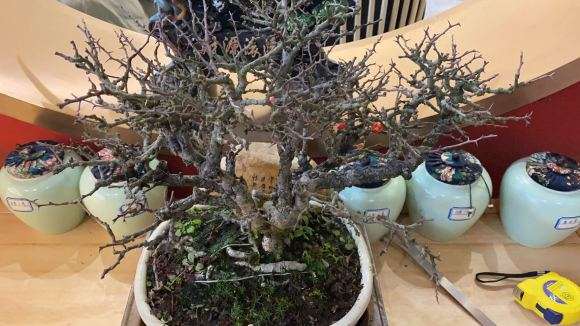 长寿梅下山桩怎么换盆的方法 图片