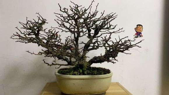 长寿梅下山桩怎么换盆的方法 图片