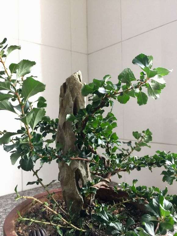 年长寿梅下山桩怎么制作附石盆景
