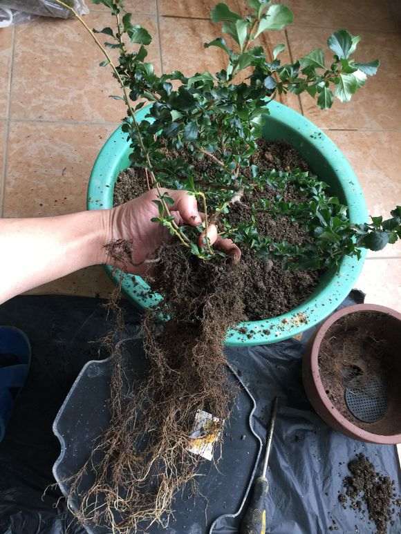 年长寿梅下山桩怎么制作附石盆景