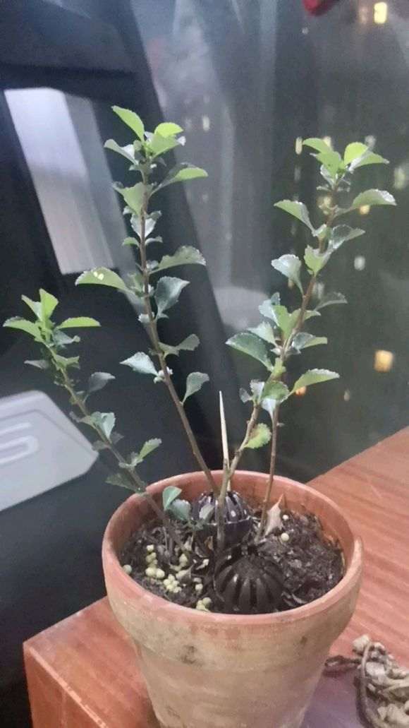 长寿梅下山桩 有刺 怎么办 图片