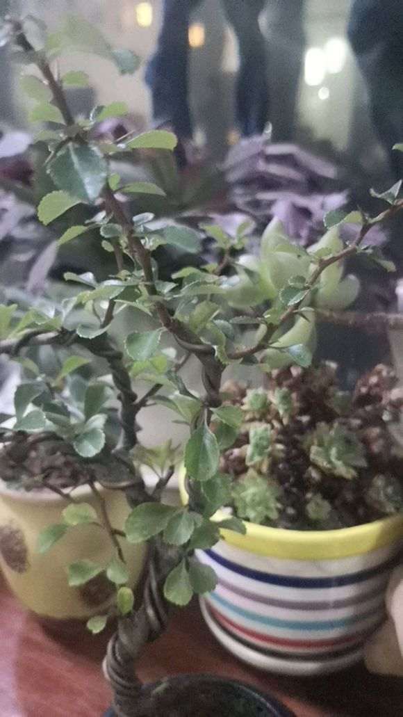 长寿梅下山桩 有刺 怎么办 图片