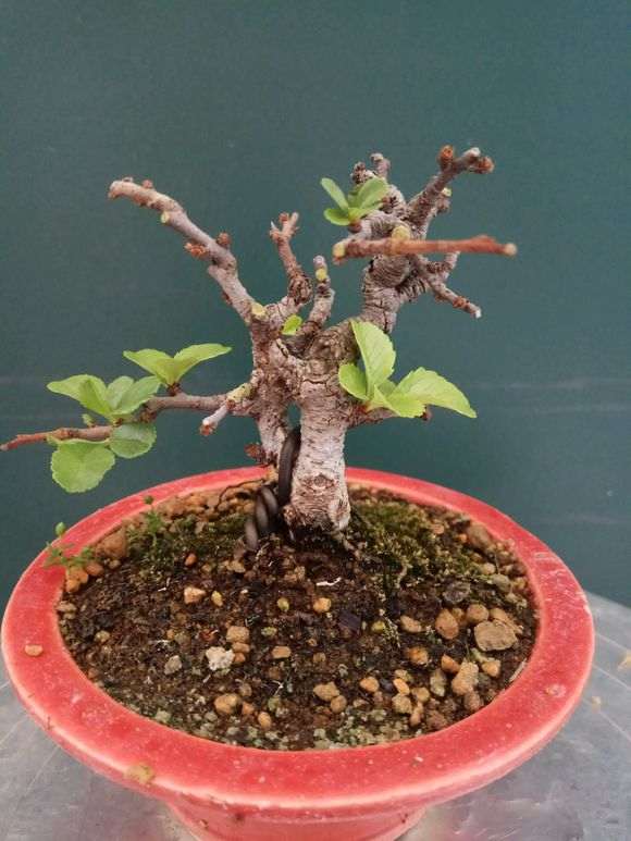 长寿梅下山桩怎么摘叶的方法 图片