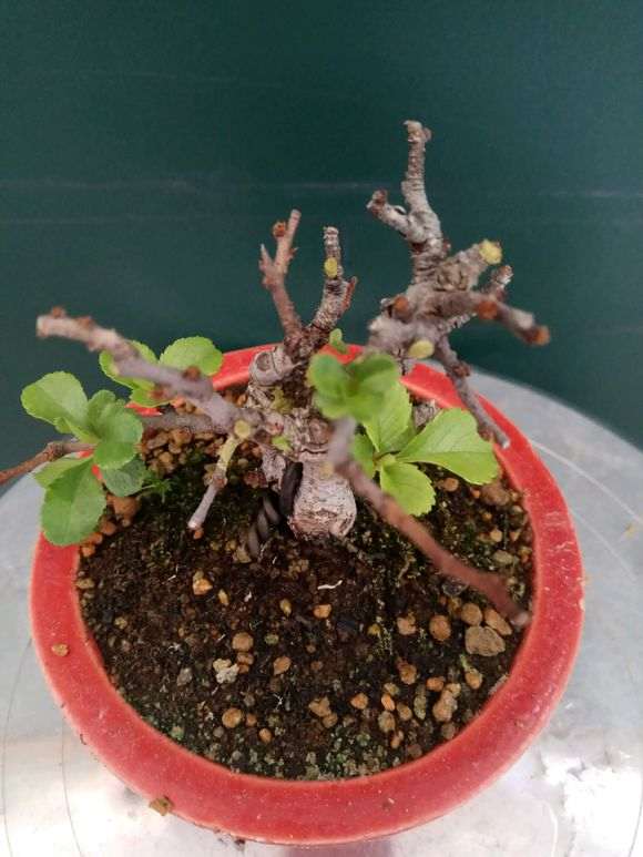 长寿梅下山桩怎么摘叶的方法 图片