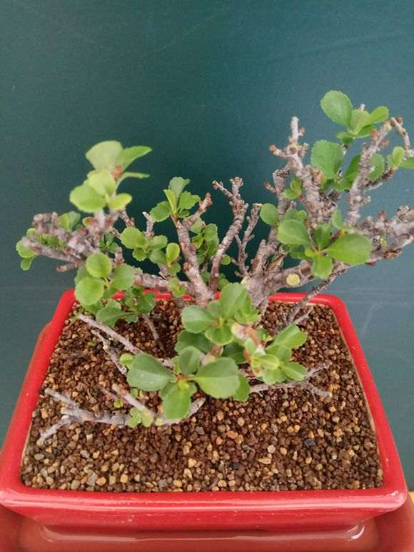 长寿梅下山桩怎么摘叶的方法 图片