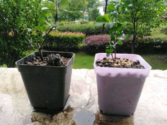 长寿梅下山桩扦插成活 怎么样 图片