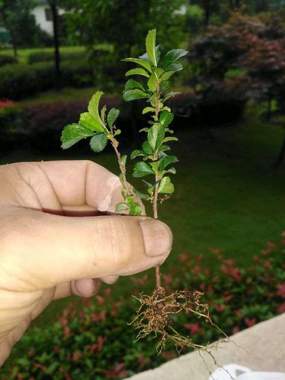 长寿梅下山桩扦插成活 怎么样 图片